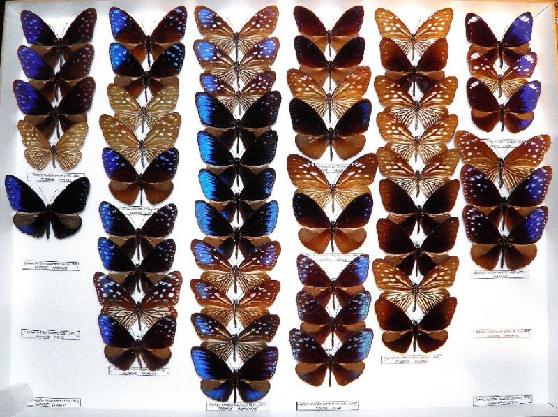 E. mulciber 002 (2).jpg