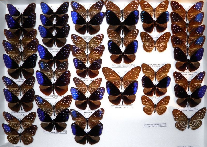 E. mulciber 004 (2).jpg