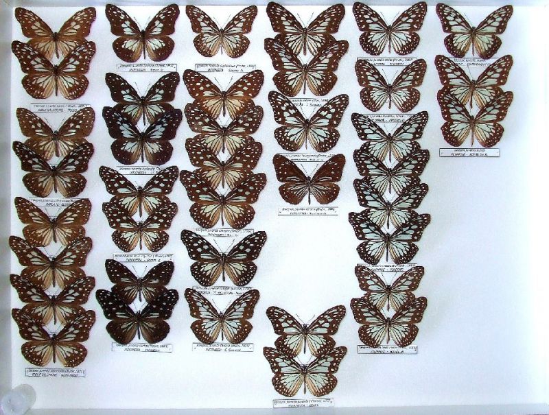 Ideopsis juventa.jpg