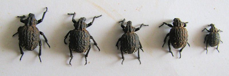 Brachycerus junix. Kyriat Ata.jpg