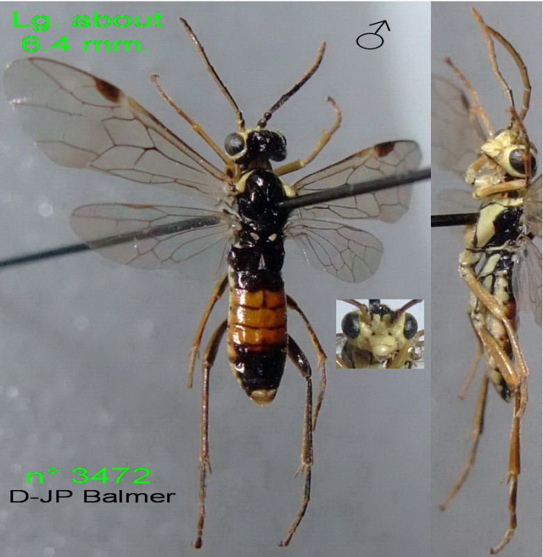 Z4 n° 3472 Aglaostigma fulvipes M - dos + clypeus+ latéral - Forum.jpg