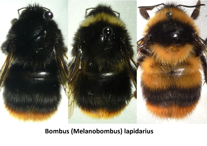 bombus (melanobombus) lapidarius_s.jpg