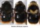 bombus (psithyrus) rupestris_s.jpg
