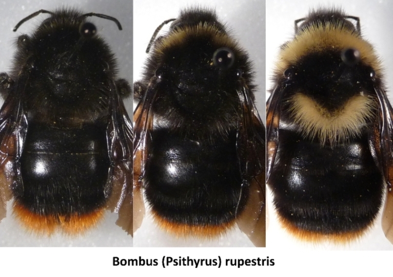 bombus (psithyrus) rupestris_s.jpg