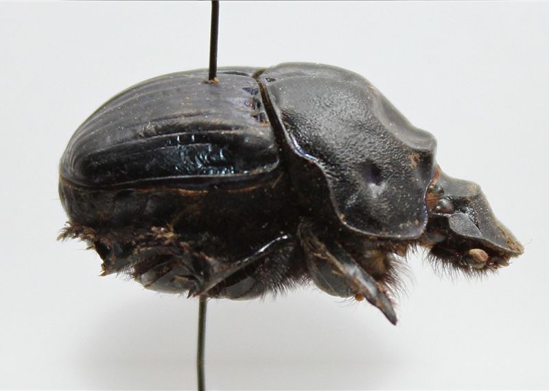 Sulcophanaeus batesi f..JPG