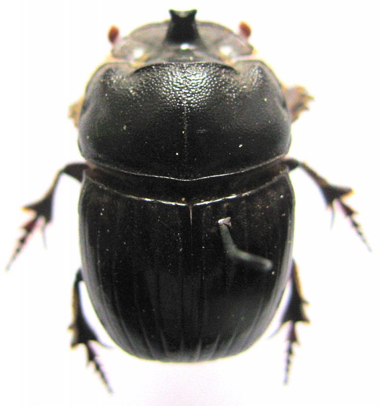 foto 2 Female.jpg