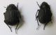 Pimelia mittrei . K. Haim.24.10.2011.jpg