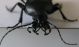 Carabus impressus carmelita Kiryat Haim_2 24.10.2011.jpg