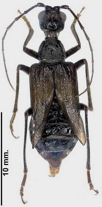 V gomezi female.jpg