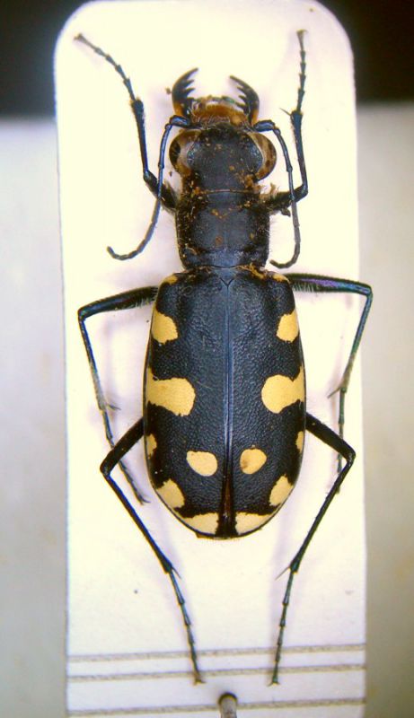 Calomera lunulata.jpg