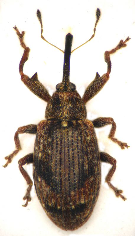Curculionide1.jpg