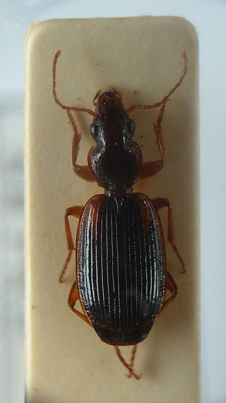 Cymindis-2.jpg