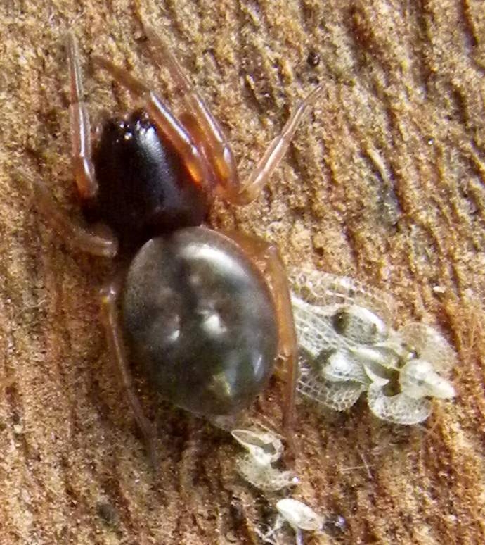 S.M.E. Sud 20..XII.2011 021b.jpg