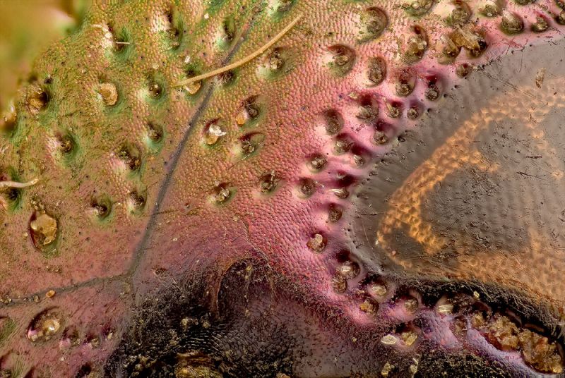 cetonia_1000.jpg