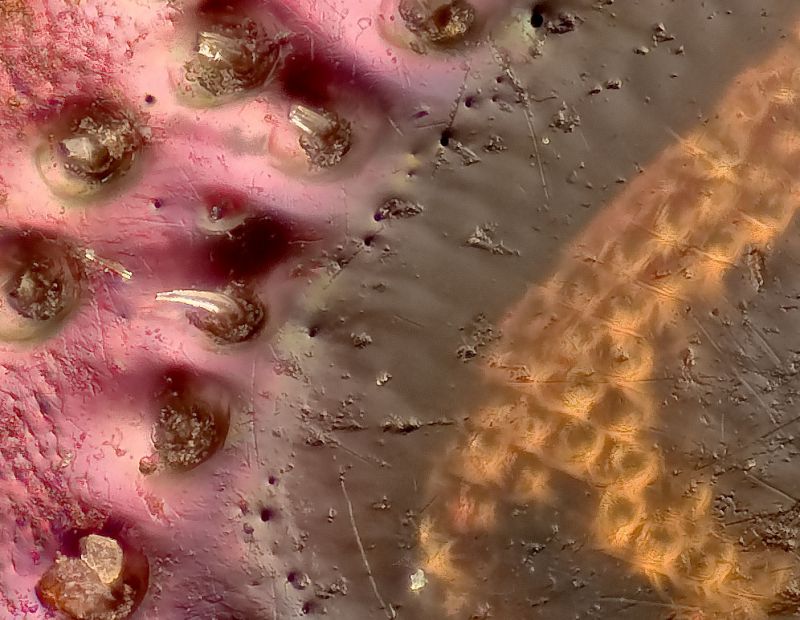cetonia_crop1.jpg