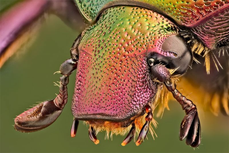 cetonia3_1000.jpg
