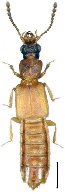 Manda mandibularis (Gyllenhal, 1827).jpg