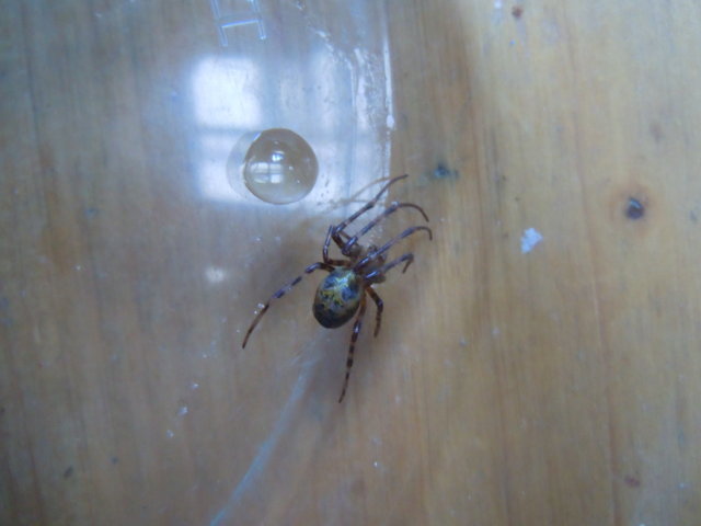 Ragno prima caccia (FILEminimizer).jpg