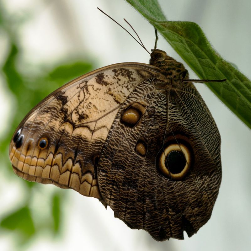 Caligo telamonius memnon X.jpg