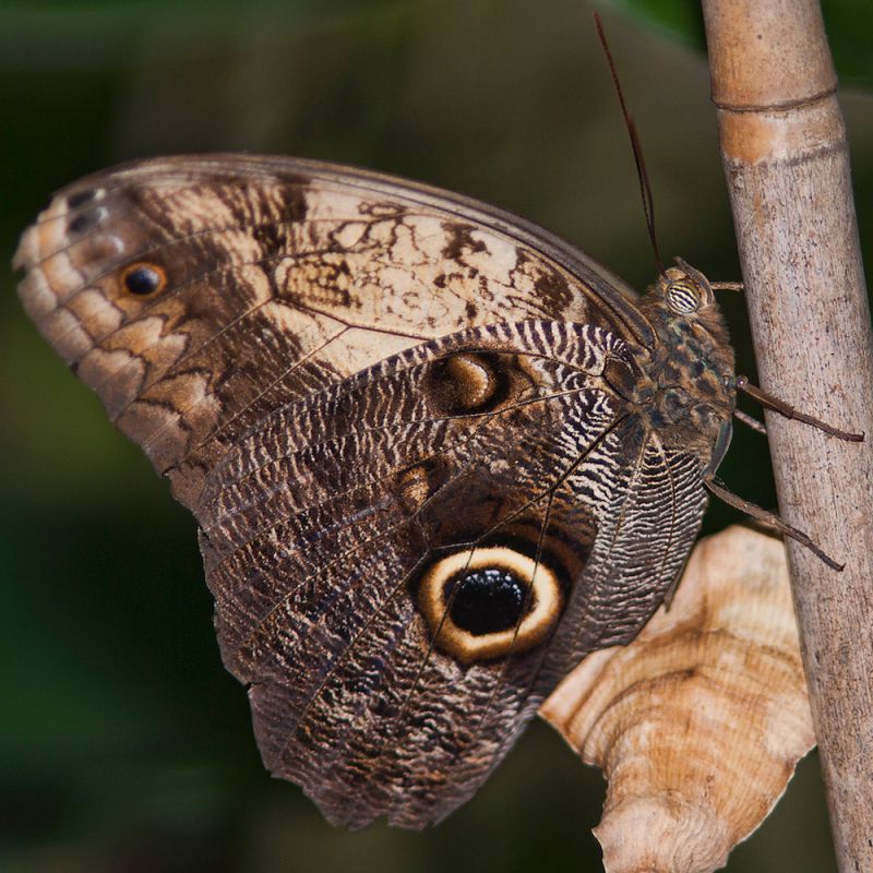 Caligo eurilochus X.jpg