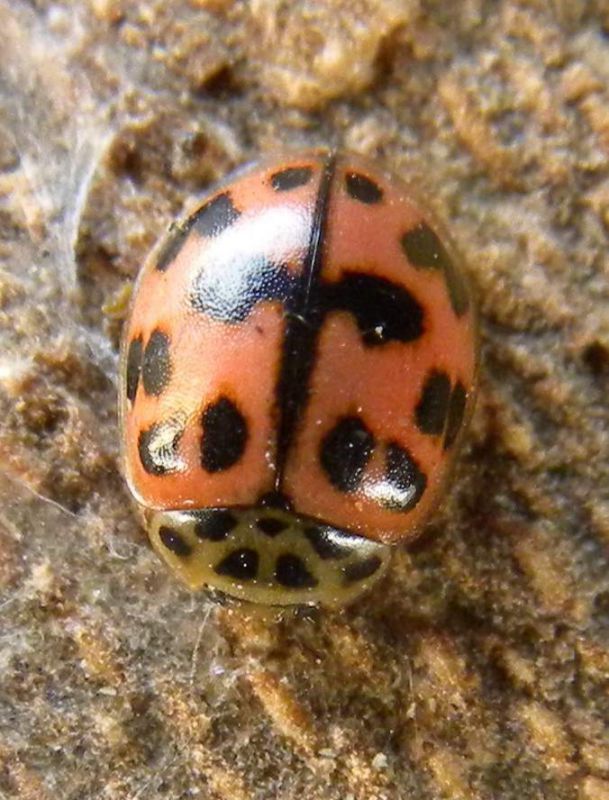 Malamocco 18.II.2012 043.jpg