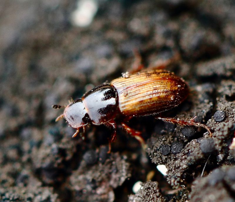 Euheptaulacus porcellus 1.jpg