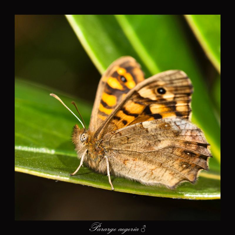Pararge-aegeria-♂.jpg