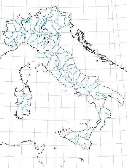Graphoderus austriacus (Sturm, 1834).JPG
