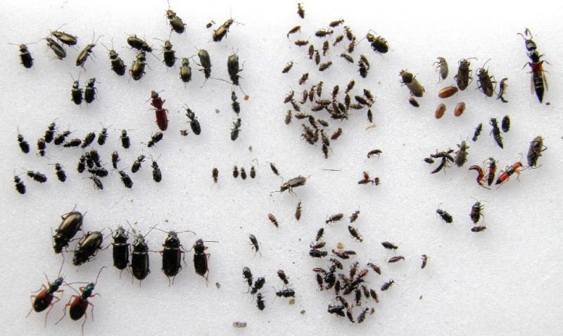 Lisert 25 - III - 2012 013.jpg