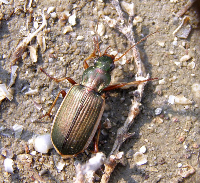 Lisert 25 - III - 2012 028.jpg