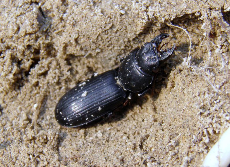 Lisert 25 - III - 2012 033.jpg