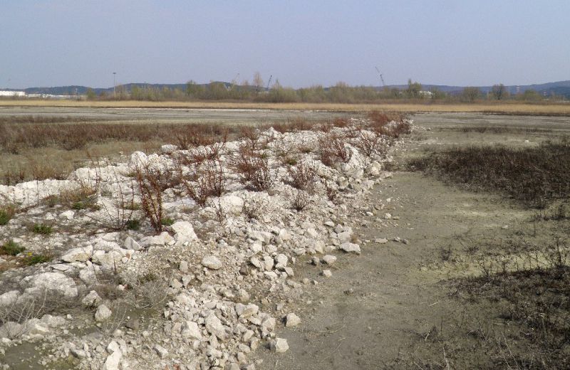 Lisert 25 - III - 2012 008.jpg