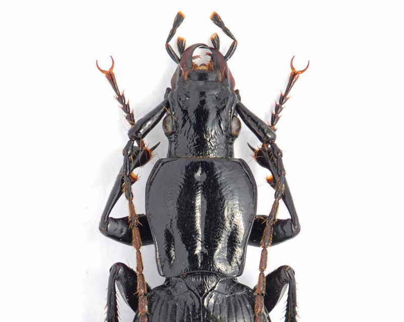 Carabidae sp.4 L. 20.5 mm- Bosnia - Zelengora - Agosto 2011_2.JPG