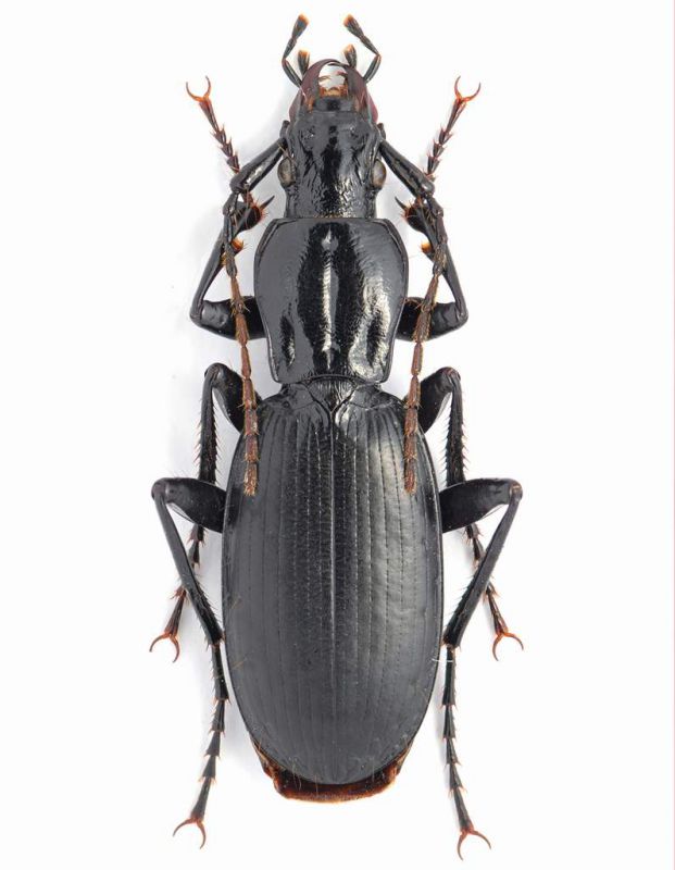 Carabidae sp.4 L. 20.5 mm- Bosnia - Zelengora - Agosto 2011.jpg