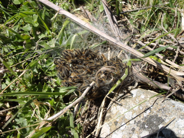 DSC01004.JPG