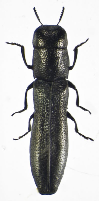 Buprestide 3 cil.jpg