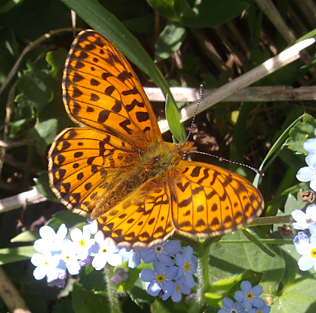 lepidottero devero.jpg