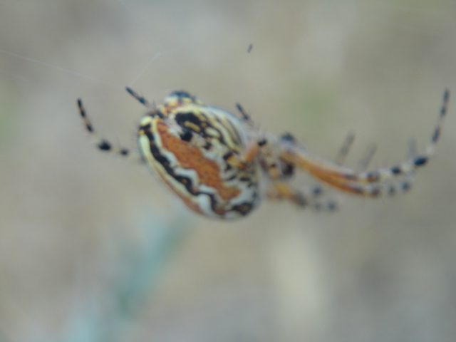ragno.JPG