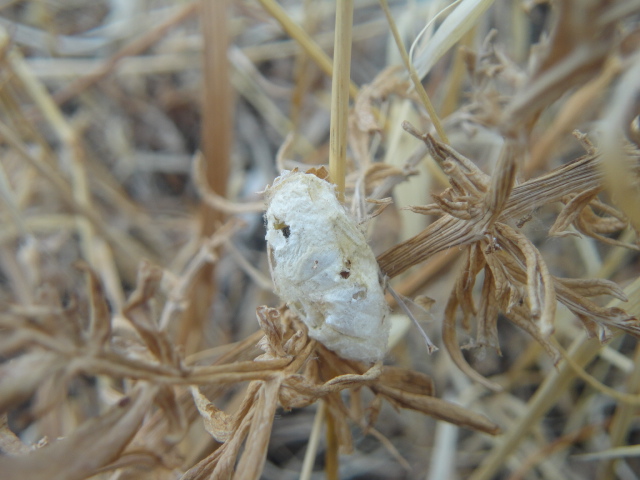 Bozzolo fauna.JPG