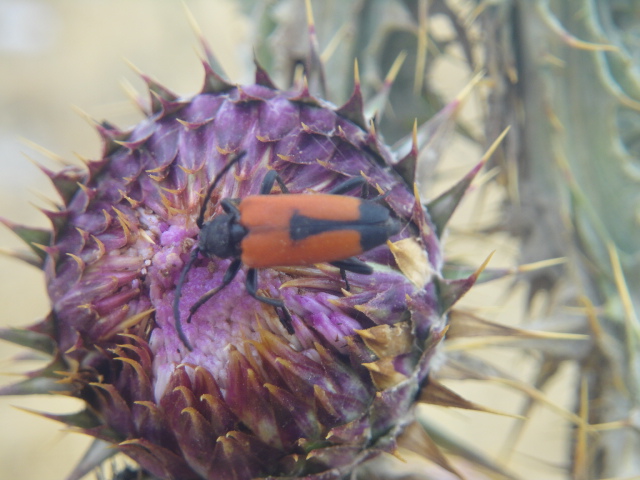 Fauna su fiore.JPG