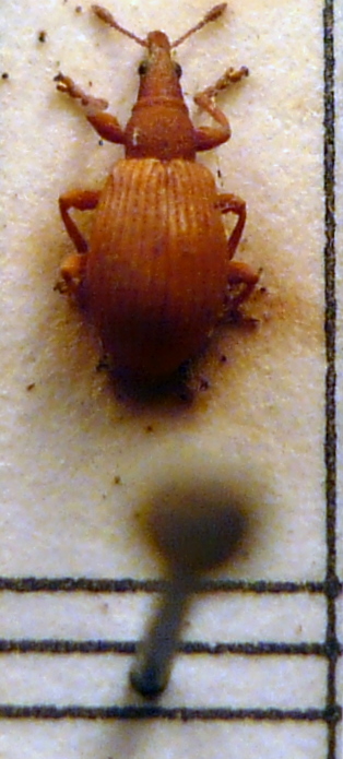 Apion sp pd.JPG