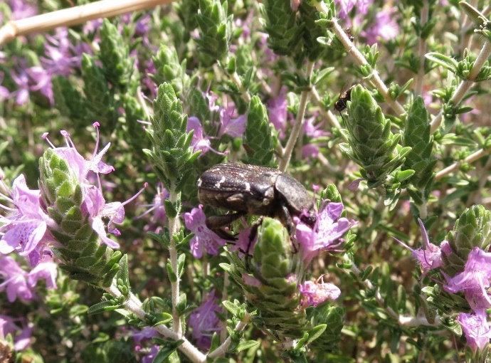 IMG_1703 (800x599).jpg