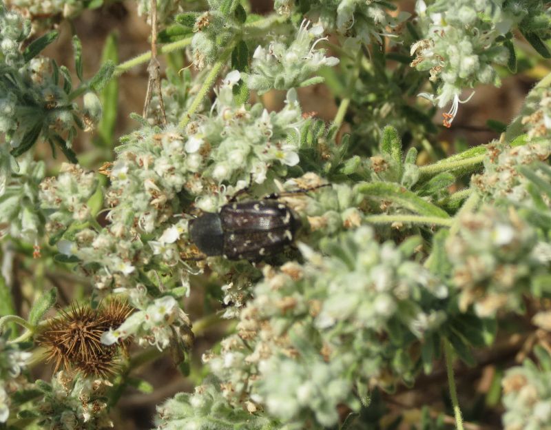 IMG_1704 (800x624).jpg