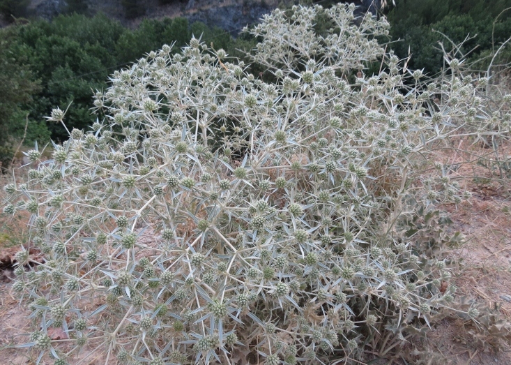 IMG_1611 (800x600).jpg