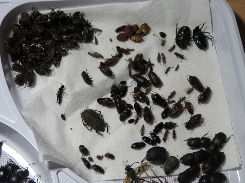 IMG_1849 (800x600).jpg