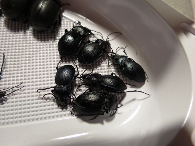 IMG_1861 (800x600).jpg