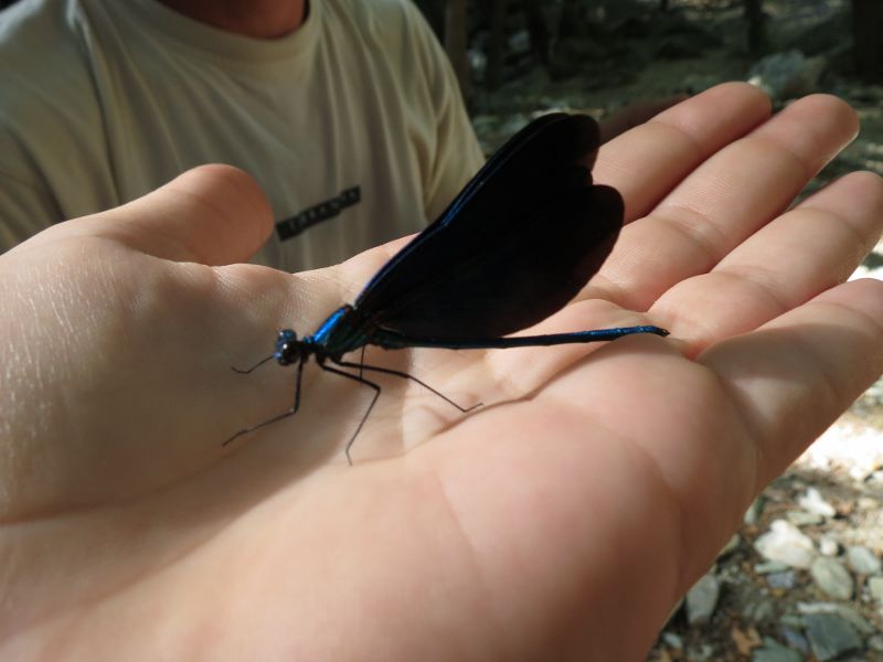 IMG_1494 (800x600).jpg