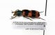 Trichodes sp. - Turkey - Artvin Prov.- 15 km Ovest di Savsat -19-VIII-2004-Leg. Sandel Franco_02.JPG