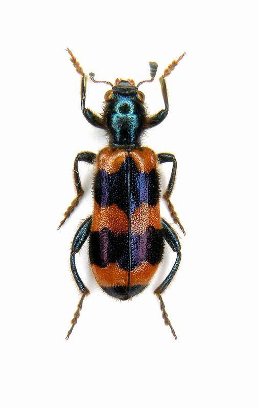 Trichodes sp. - Turkey - Artvin Prov.- 15 km Ovest di Savsat - 16-VIII-2002 - Leg. Sandel Franco_01.JPG