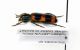 Trichodes sp. - Turkey - Artvin Prov.- 15 km Ovest di Savsat - 16-VIII-2002 - Leg. Sandel Franco_02.JPG